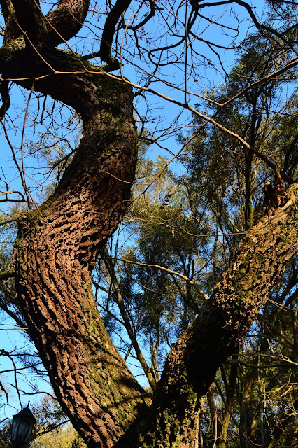 Pterocarpus angolensis