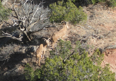 argali sheep, palo duro canyon, texas