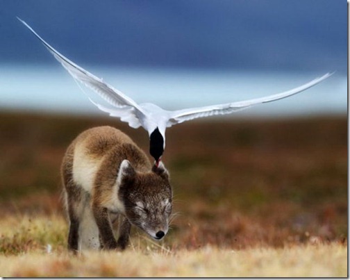 pics_taken_at_the_right_moment_part_2_640_23
