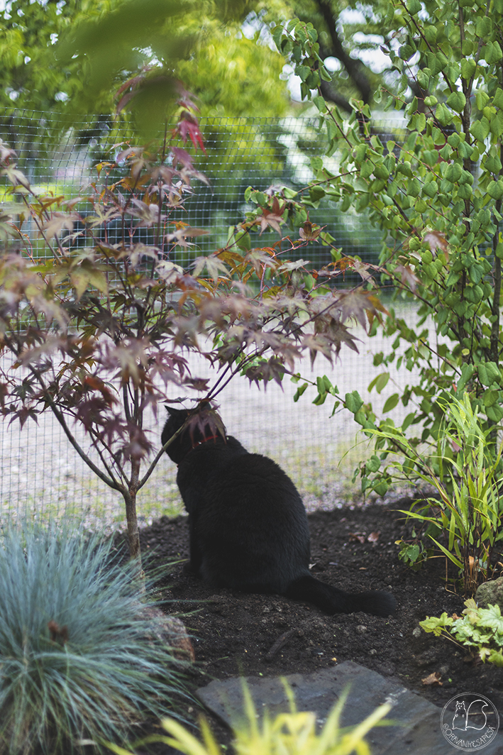 Musta kissa japaninverivaahteran alla.