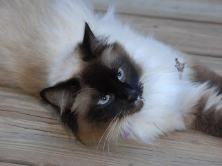 Birman Cat Wallpapers