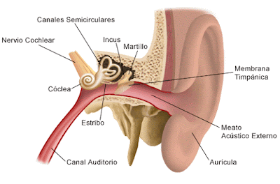 El Estribo se encuentra en el oído