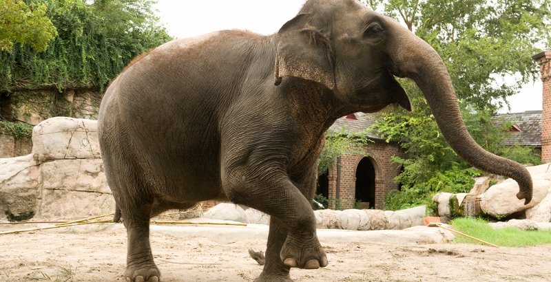  Gambar  Gajah  Lengkap Gambar  Foto