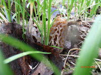 Young Morchella elata