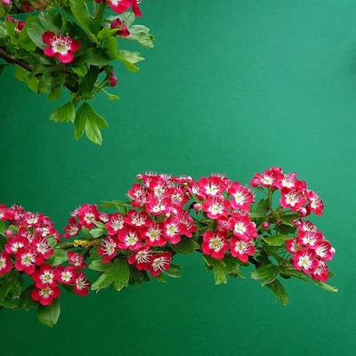 small flowers