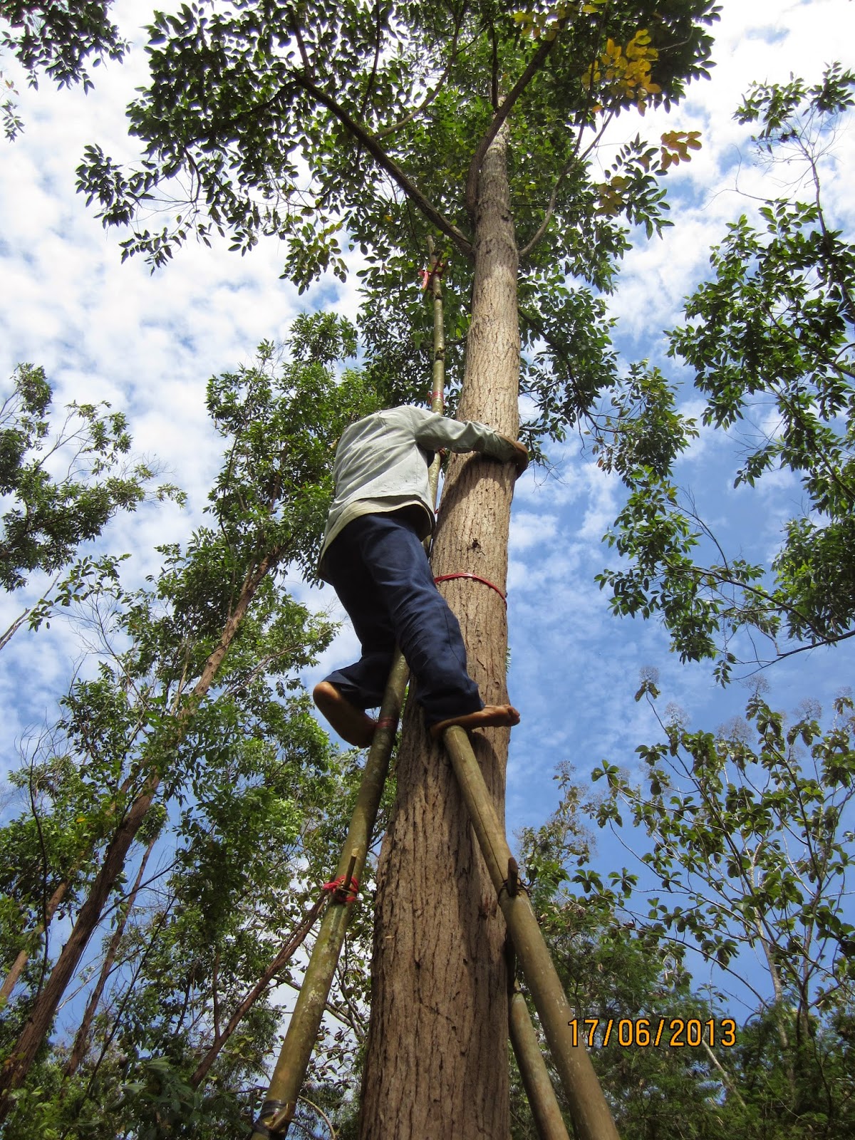 Proses Panen Benih Eucalyptus pellita PLANTER AND FORESTER