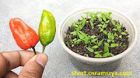 How to grow Chili Pepper plants from seeds