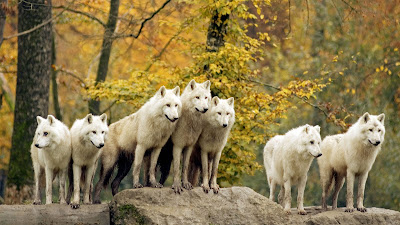 Lobos blancos en el bosque