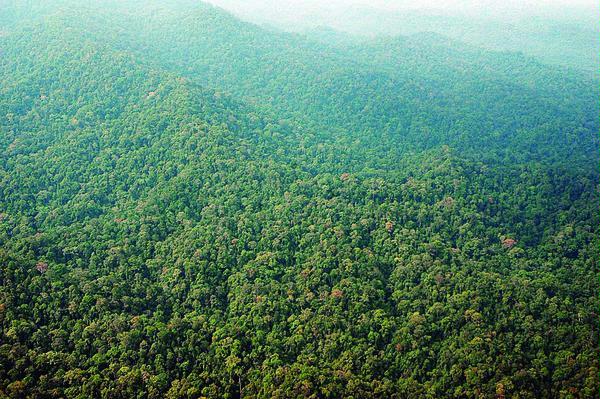 Hutan Homogen dan Heterogen