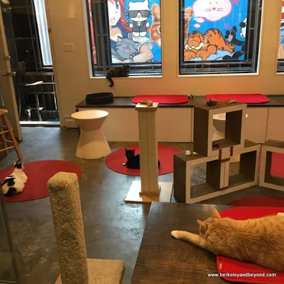 cattery room at Koneko cat cafe in NYC