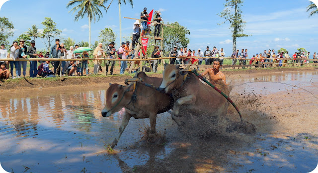  Sapi Ini Harus Berjalan Lurus Untuk Bisa Makara Pemenang Memotret PACU JAWI ... Karapan Sapi Khas Minang