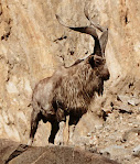 Astor Markhor