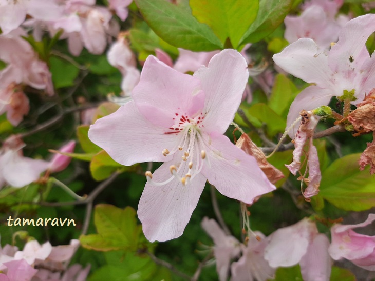 Рододендрон Шлиппенбаха (Rhododendron schlippenbachii)