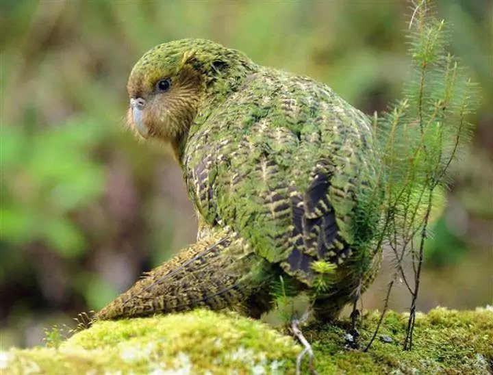 Top 10 Rarest Birds in the World that need the luck to see