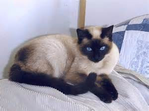siamese cat for sale nc
