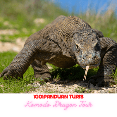 Presentation of Komodo National Park