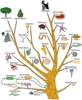 scope of biology