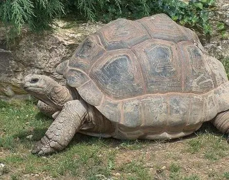 Aldabra Dev Kaplumbağa (Aldabra Giant Tortoise) Hakkında Bilgiler
