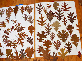 Oak Leaf Shapes by Jeanne Selep