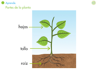 http://www.primerodecarlos.com/SEGUNDO_PRIMARIA/enero/tema1/actividades/CONO/aprende_partes_planta/visor.swf