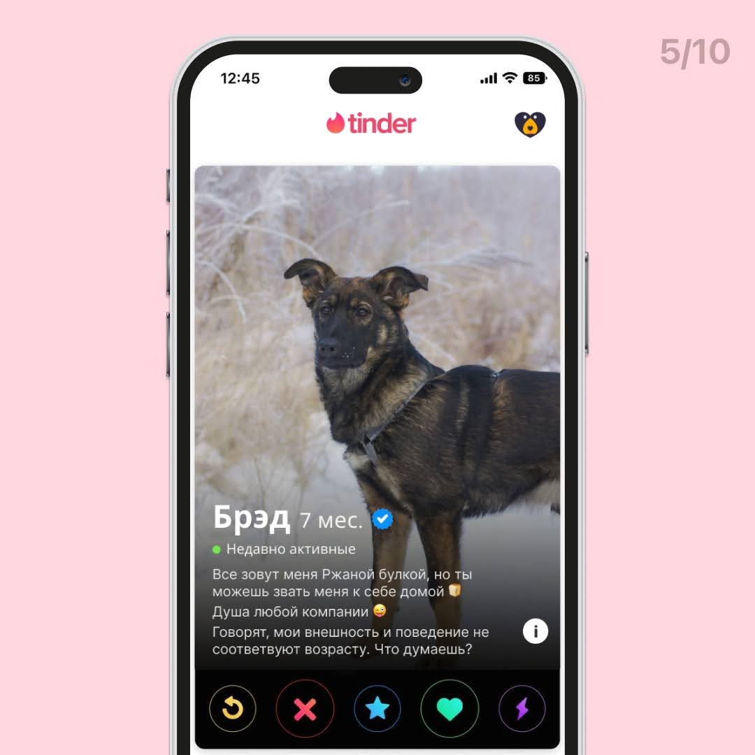 Мы решили представить, как бы выглядели профили собак из нашего приюта в Тиндере 🤭 | Приют Щербинка для бездомных животных (собак), Бутово, Москва, ЮЗАО