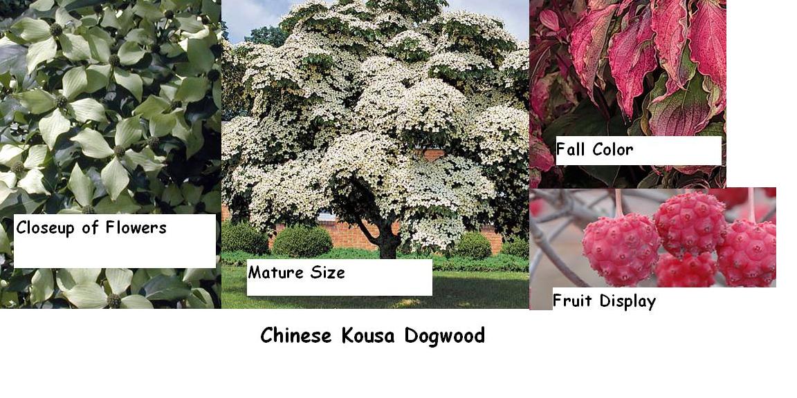 Fringe Tree, Kousa Dogwood,