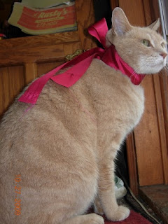 Mayor Stubbs the cat wearing red bow