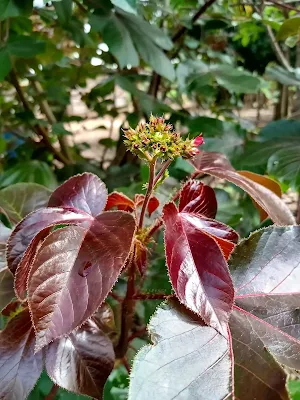 Planta ornamental - Jatropha gossypiifolia