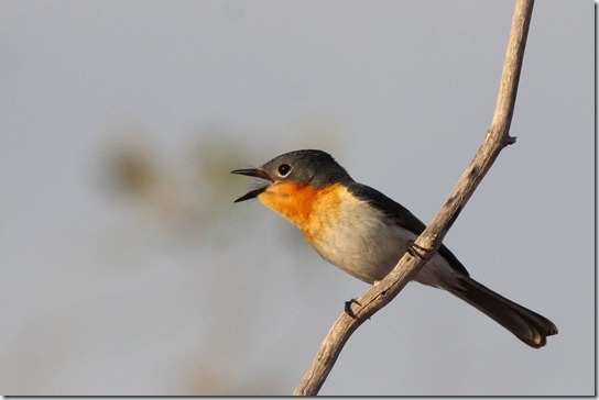 Broad-billed Flycatcher_3111_1