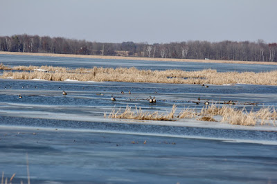 Canada geese on and near open water