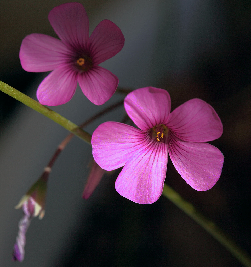 2 Pink Oxalis Flowers