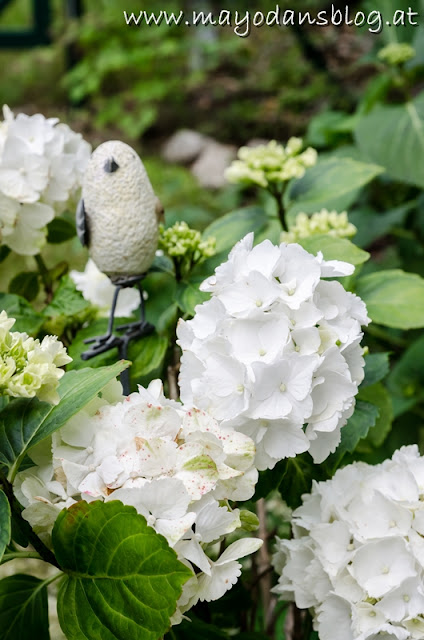 weiße Hortensie