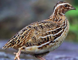 SUARA BURUNG PUYUH, MUNGKINKAH BISA MENAMBAH NILAI 