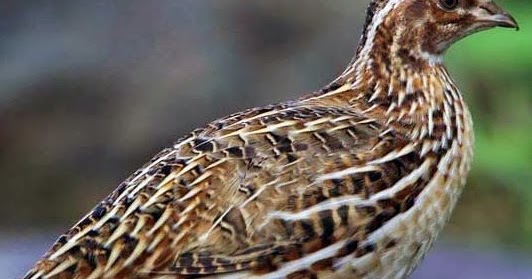 SUARA BURUNG PUYUH, MUNGKINKAH BISA MENAMBAH NILAI 