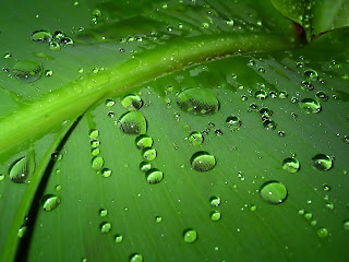 Water In The Leaf Wallpaper - Free Download Wallpapers