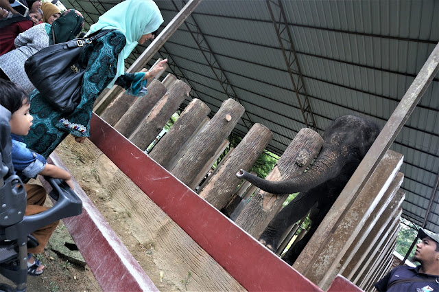 National Elephant Conservation Centre,Kuala Gandah: The Place For Rescued Orphaned Baby Elephants