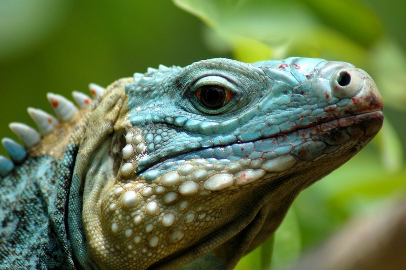 O Iguana azul tamb m t m uma crista dorsal com 8 espinhos curtos que v o de