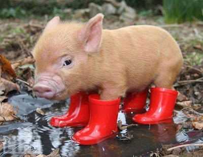 Holly LOL pig with red boot - Lol image