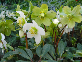 Helleborus niger Jacob at Allan Gardens Conservatory Spring Flower Show 2014  by garden muses-not another Toronto gardening blog