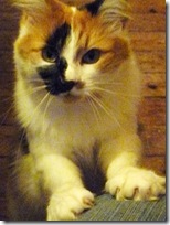 katie