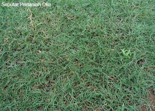 48 Jenis Rumput yang Cocok Ditanam di Halaman Rumah Anda