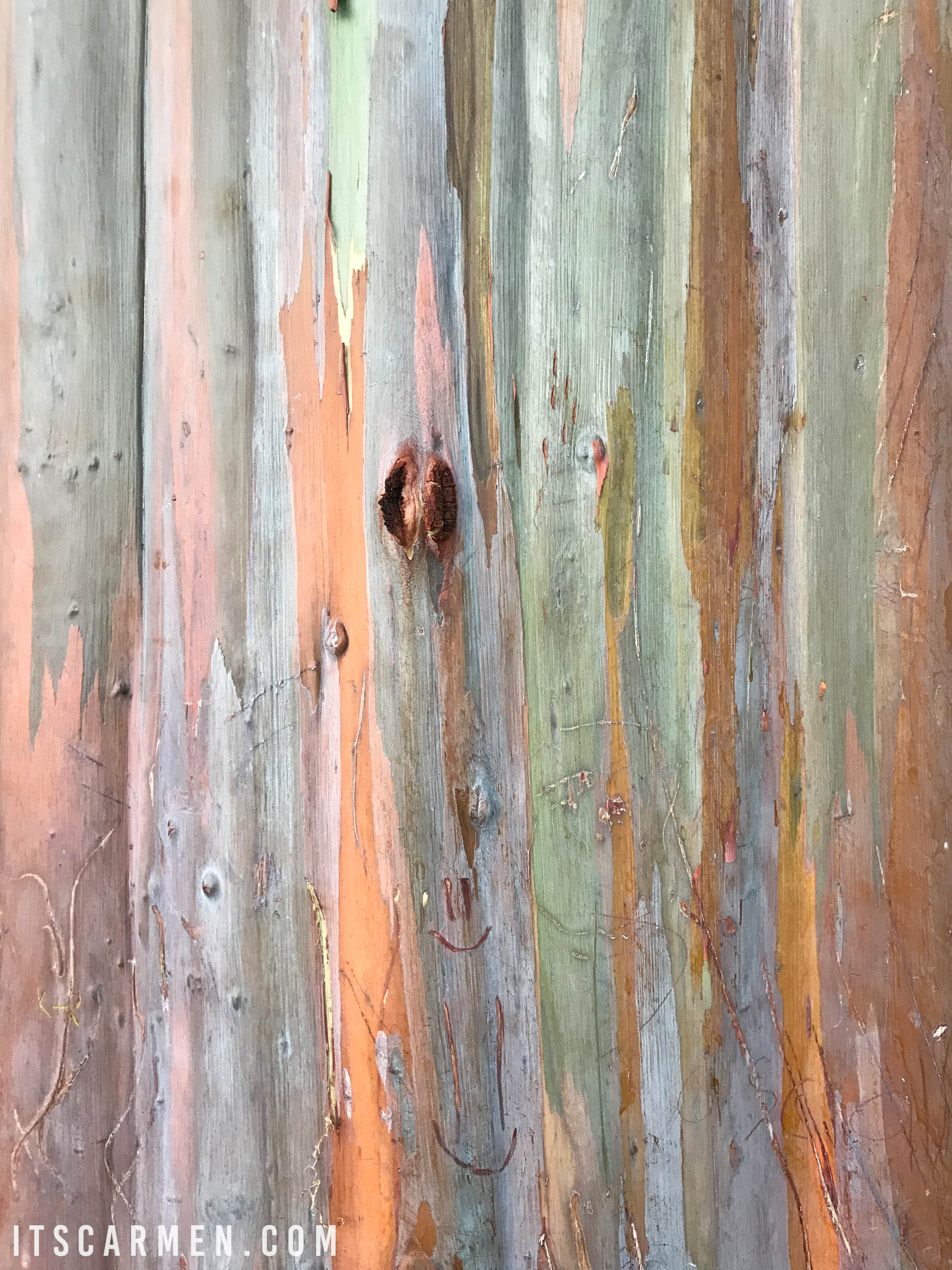 Rainbow Eucalyptus San Diego Tree in Balboa Park