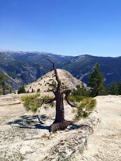 Yosemite trees