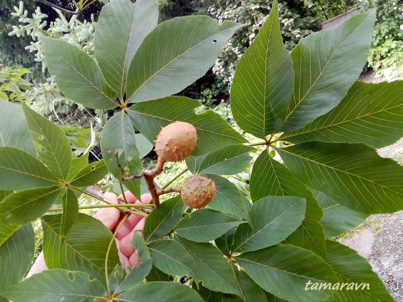 Конский каштан голый / Конский каштан гладкий (Aesculus glabra)