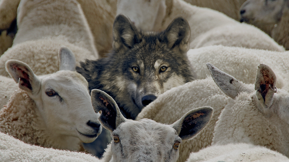 O Lobo e as Ovelhas: O Inimigo se Disfarça de Amigo