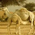 Does Eating Camel Meat Nullify Wudu? Complete Facts and Explanations