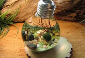 Cara Membuat  Aquarium  Dari  Bolam Lampu Bekas  Budidaya 