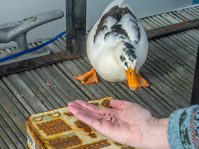 Photo of the magpie duck eating out of my hand