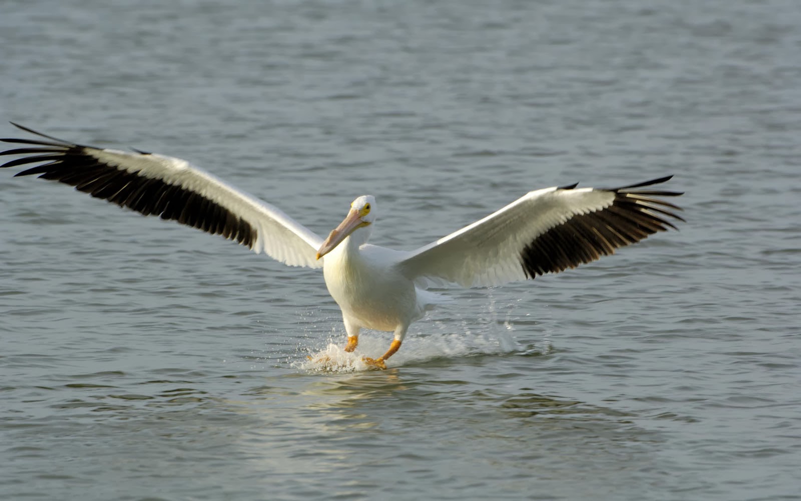 Wallpapers American White Pelican Wallpapers HD Wallpapers Download Free Images Wallpaper [wallpaper981.blogspot.com]