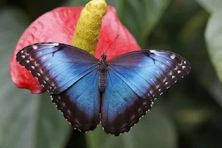 Not Just Bees! Butterflies can pollinate too!